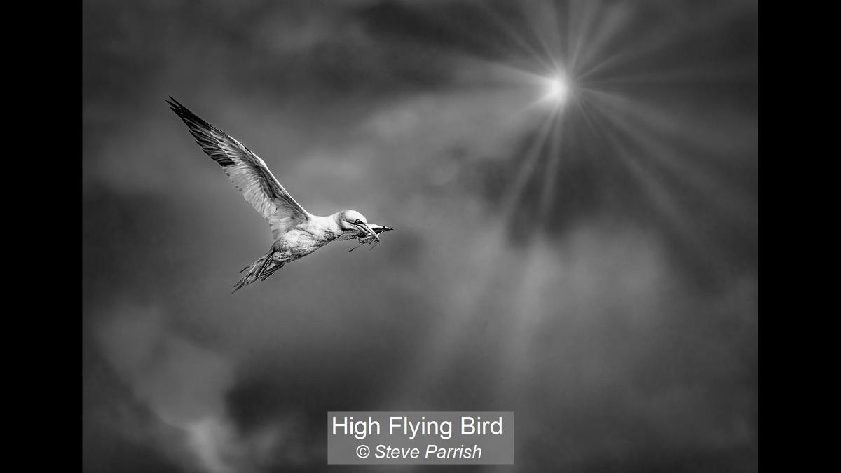 09_High Flying Bird_Steve Parrish